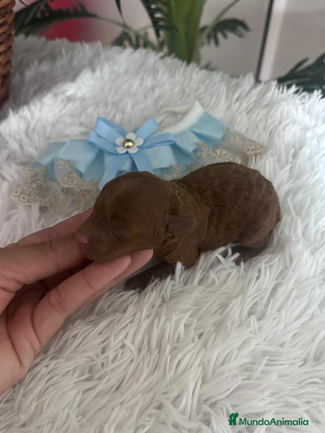 Caniche Toy perros en venta: CANICHE ROJO - Anuncio 1