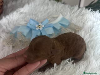 Caniche Toy perros CANICHE ROJO - Anuncio 5