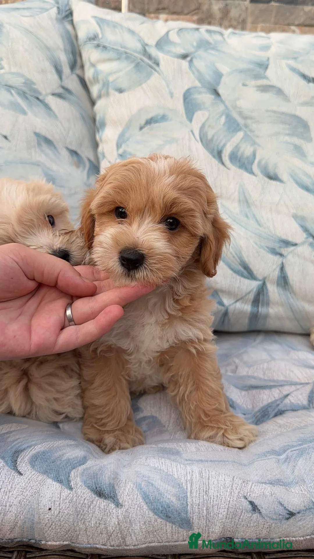 Maltipoo perros en venta: Maltipoo machos disponibles - Anuncio 1