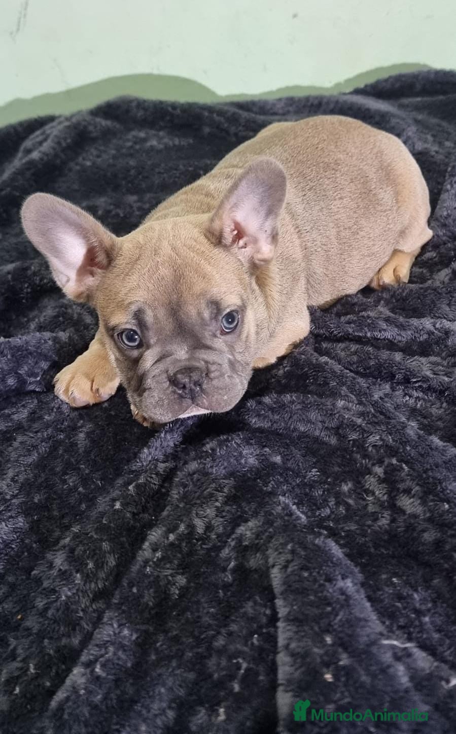 Bulldog Francés perros Fantásticos bulldog francés fawn ojos claro macho  - Anuncio 1