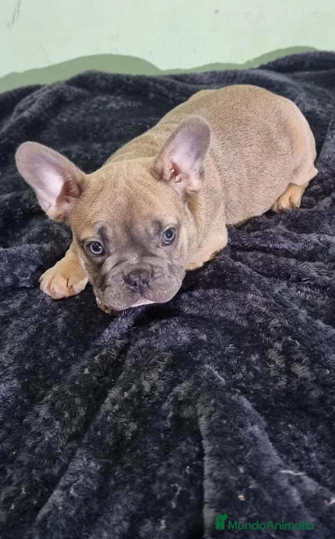 Bulldog Francés perros en venta: Fantásticos bulldog francés fawn ojos claro macho  - Anuncio 1