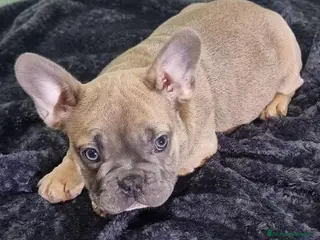 Bulldog Francés perros Fantásticos bulldog francés fawn ojos claro macho - Anuncio 1