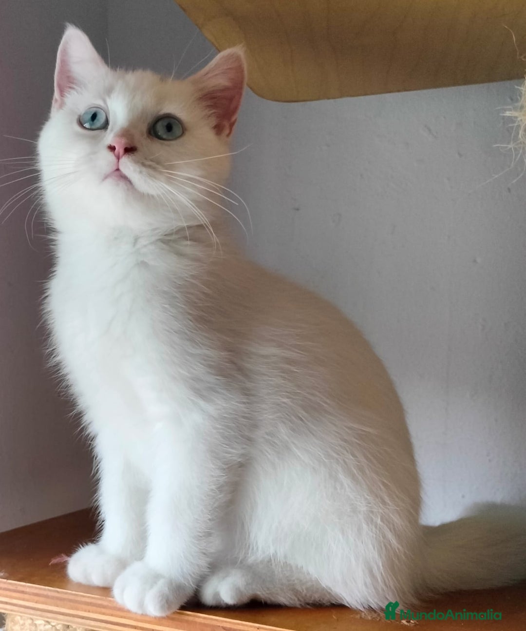 Británico de Pelo Corto gatos en venta: British Blanco Macho - Imagen 2
