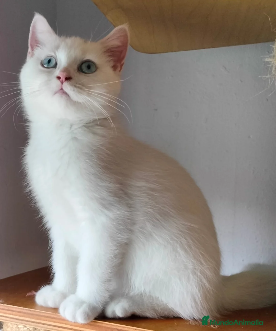 Británico de Pelo Corto gatos en venta: British Blanco Macho - Anuncio 2