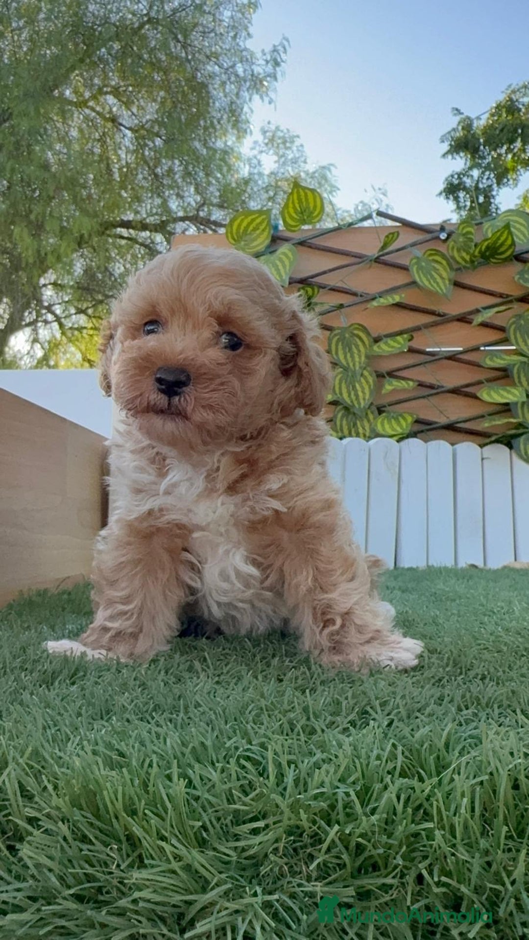 Caniche Toy perros en venta: CANICHE TOY MACHO - Imagen 8