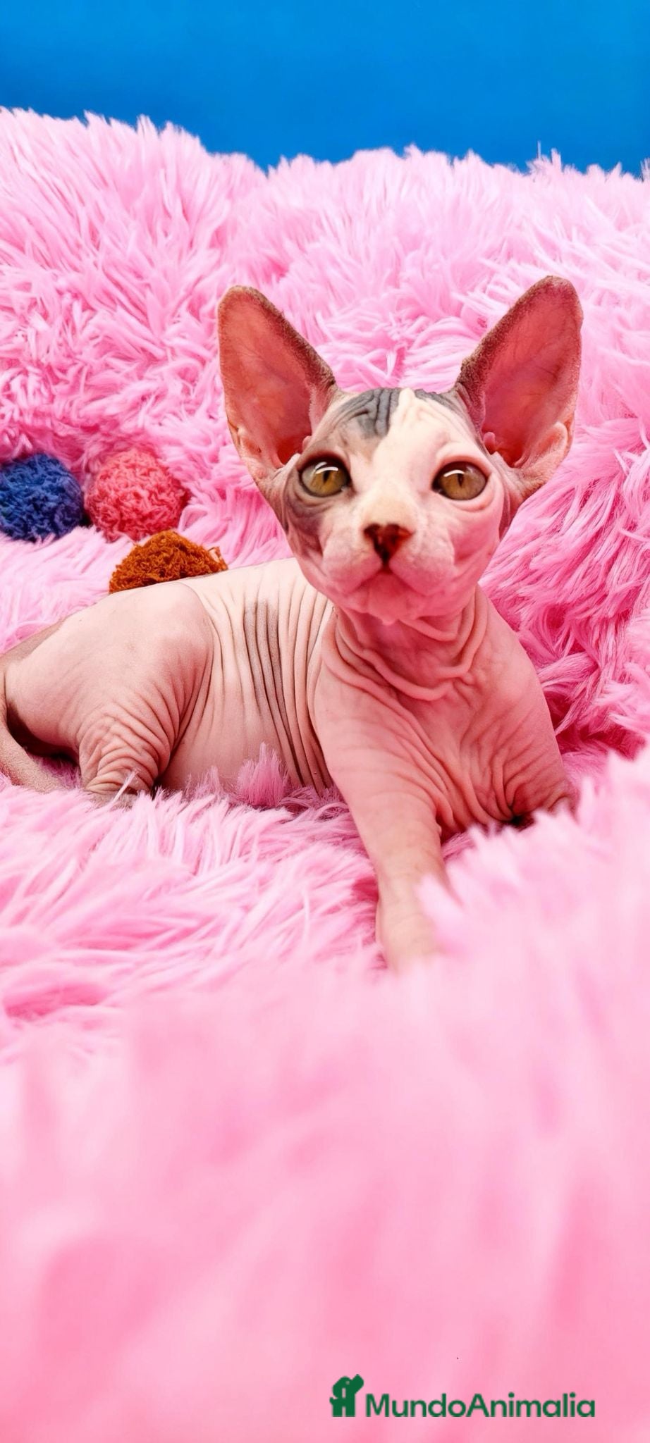 Sphynx gatos Preciosa hembrita sphynx  - Anuncio 2
