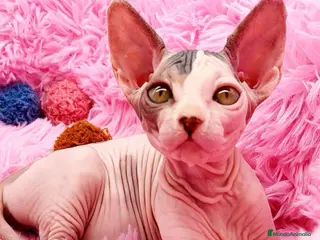 Sphynx gatos Preciosa hembrita sphynx - Anuncio 2