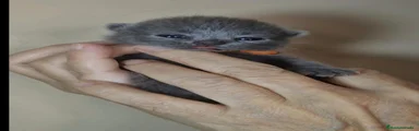 Británico de Pelo Corto Azul 1