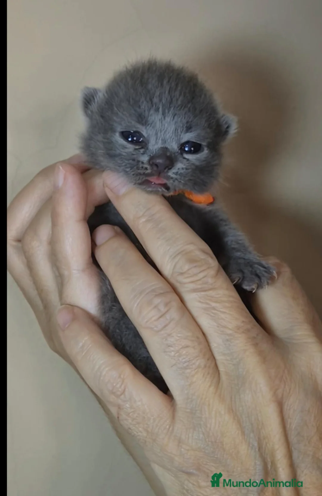 Británico de Pelo Corto Azul gatos en venta: Camada de British Shorthair y Scothis Fold  en Sevilla - Anuncio 6