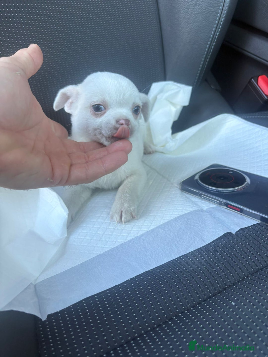 Chihuahua perros en venta: Chihuahua toy exclusivo - Anuncio 5