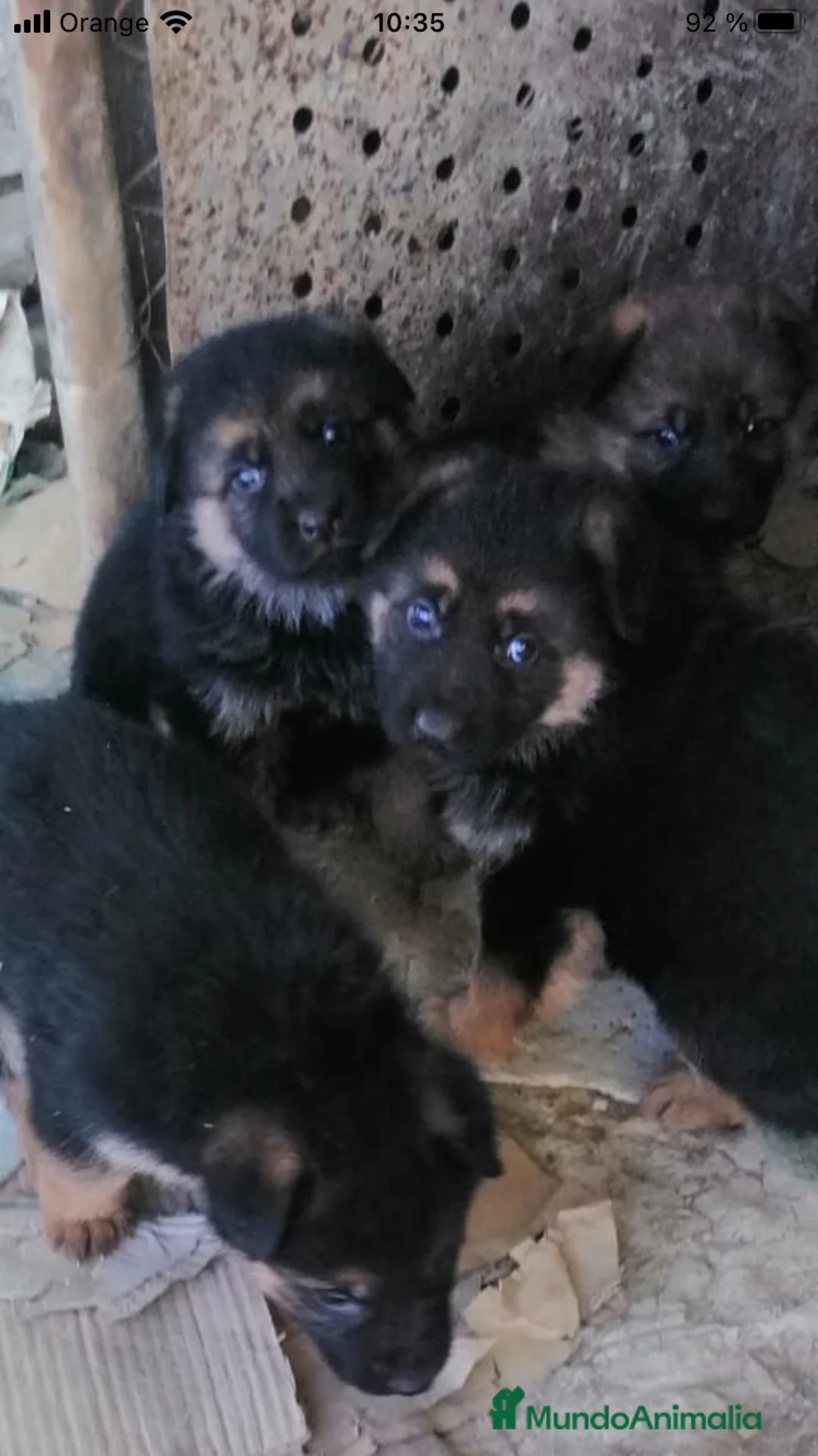 Pastor Alemán perros en venta: CAMADA PASTOR ALEMÁN  en Alicante - Anuncio 5