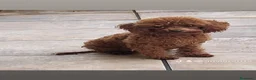 Caniche Toy perros en venta: Caniche toy - Anuncio 2