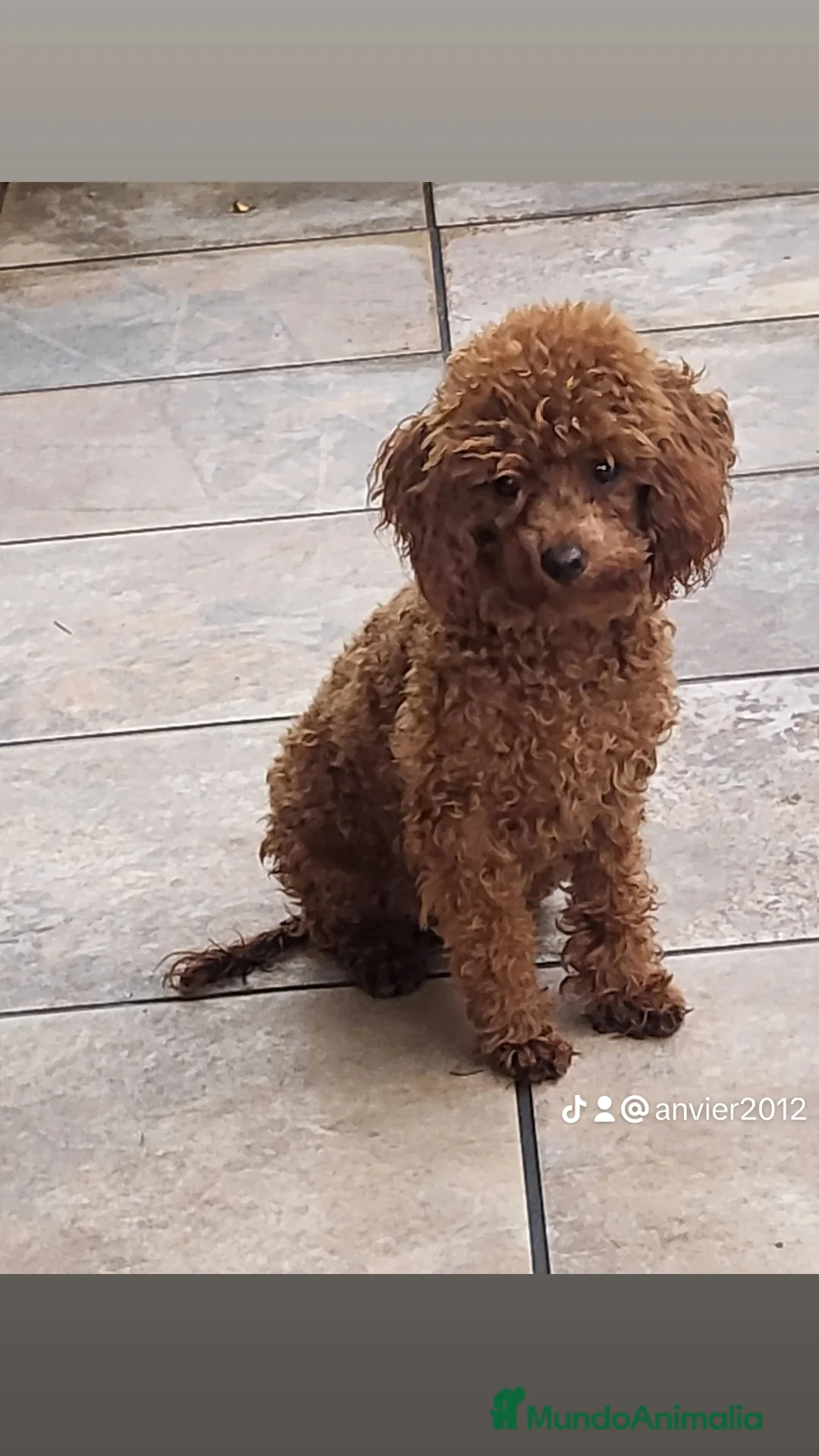 Caniche Toy perros en venta: Caniche toy - Anuncio 2