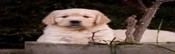 Golden Retriever perros en venta: Camada Golden Retriever  - Anuncio 5