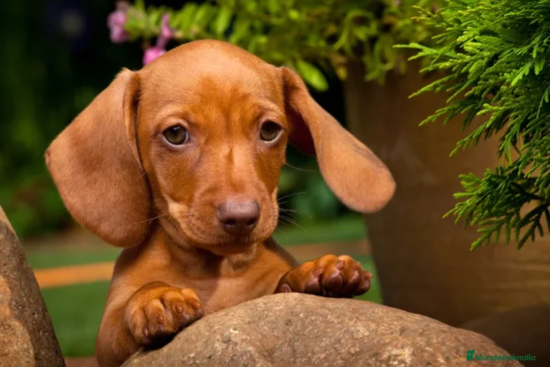 Teckel Miniatura perros en venta: TECKEL MINIATURA DISPONIBLES  - Imagen 3