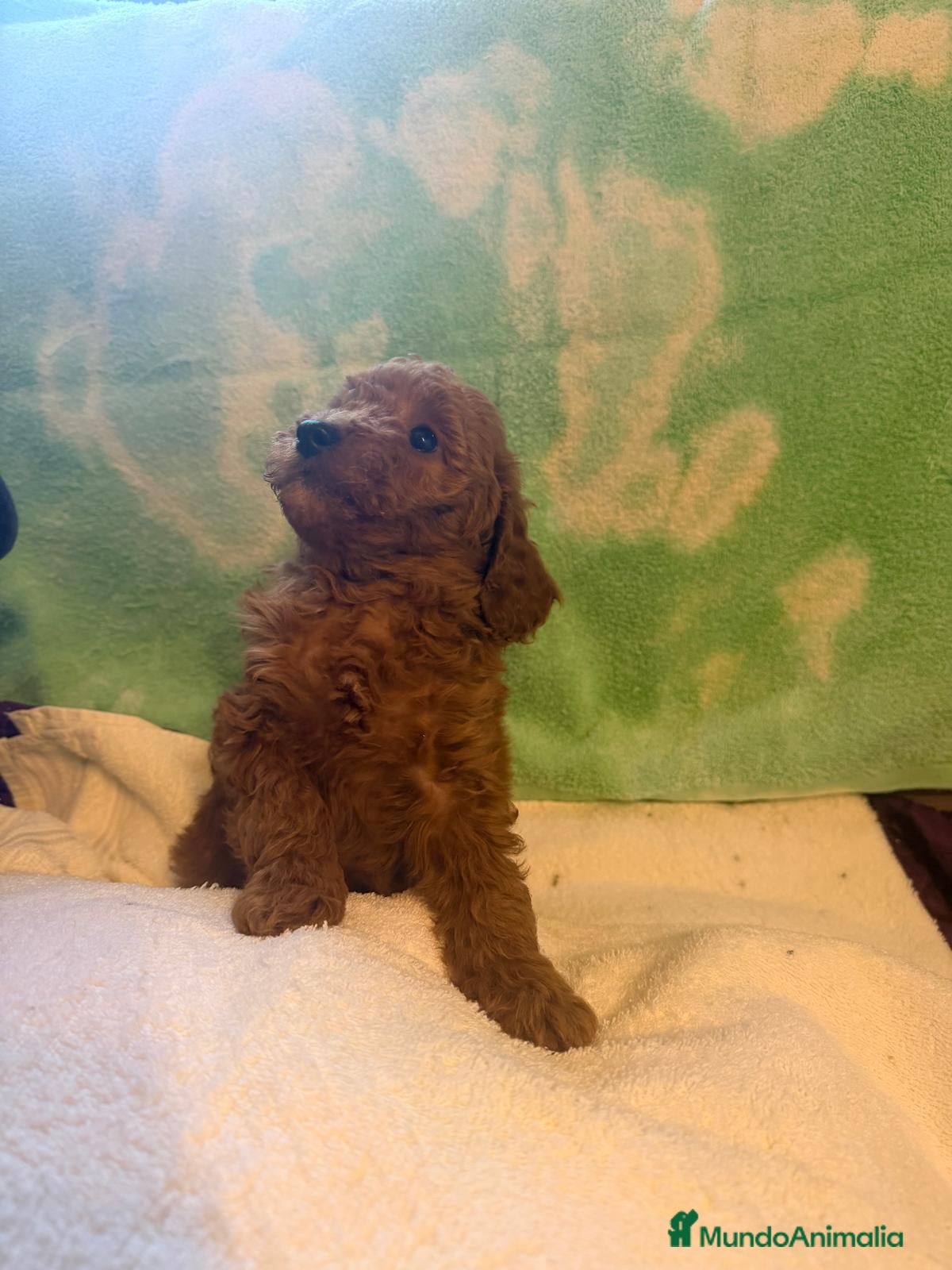 Caniche Toy perros Caniches toys exclusivos - Anuncio 1