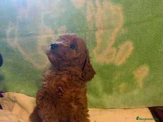 Caniche Toy perros Caniches toys exclusivos - Anuncio 1