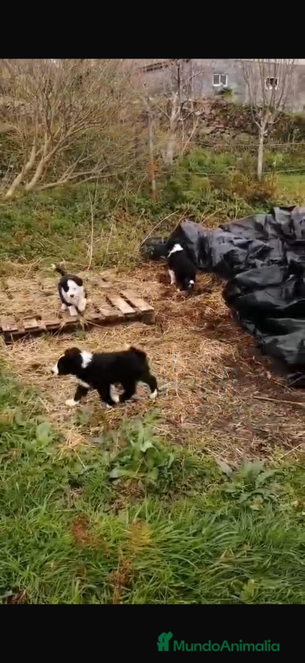 Border Collie perros border collie  - Anuncio 2