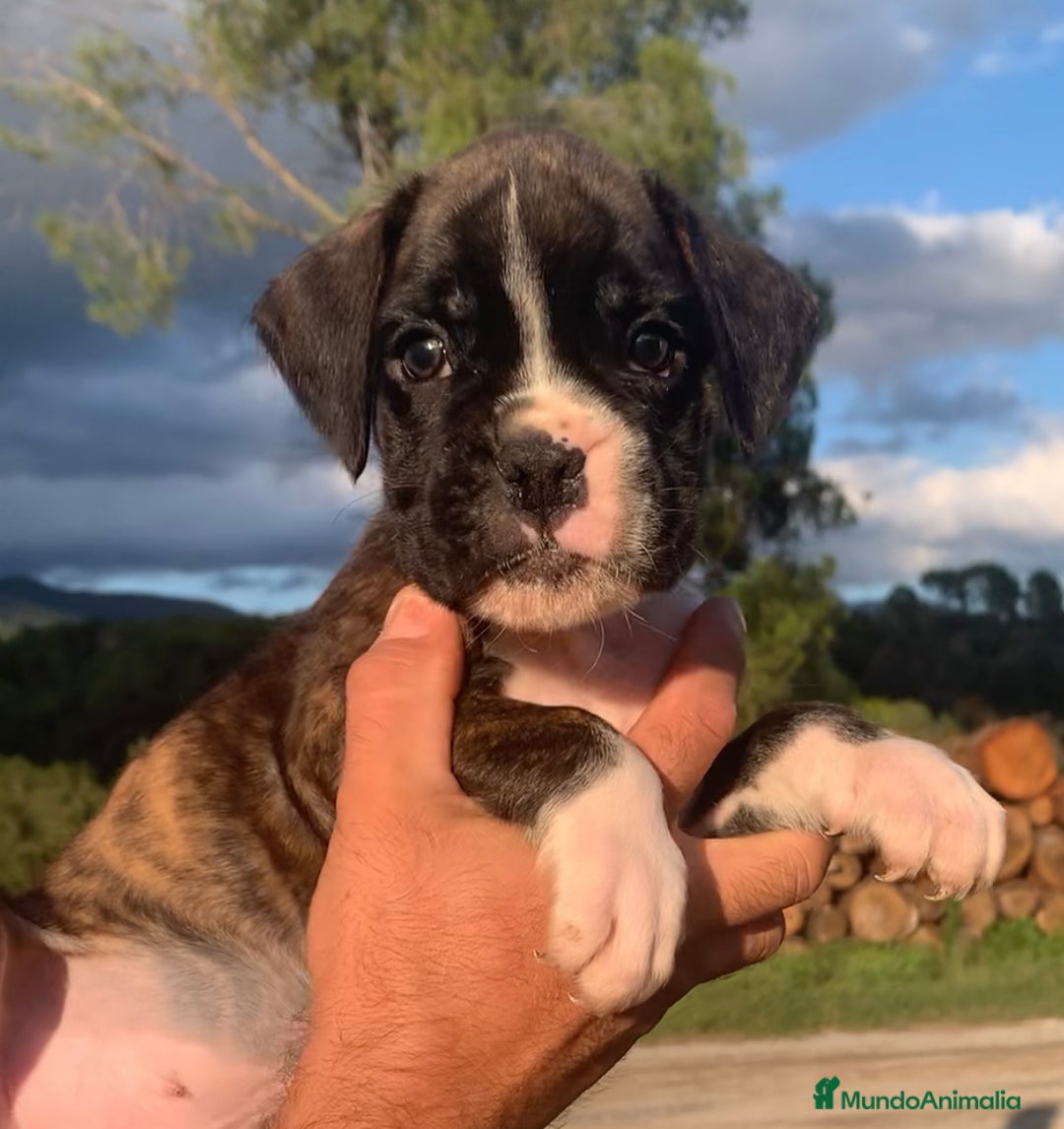 Boxer perros en venta: Cachorros BOXER - Imagen 2