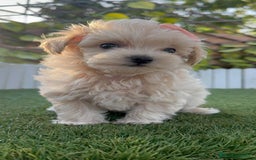 Maltipoo perros en venta: MALTIPOO MACHO EN SEVILLA, ENVIOS A TODA ESPAÑA - Imagen 9