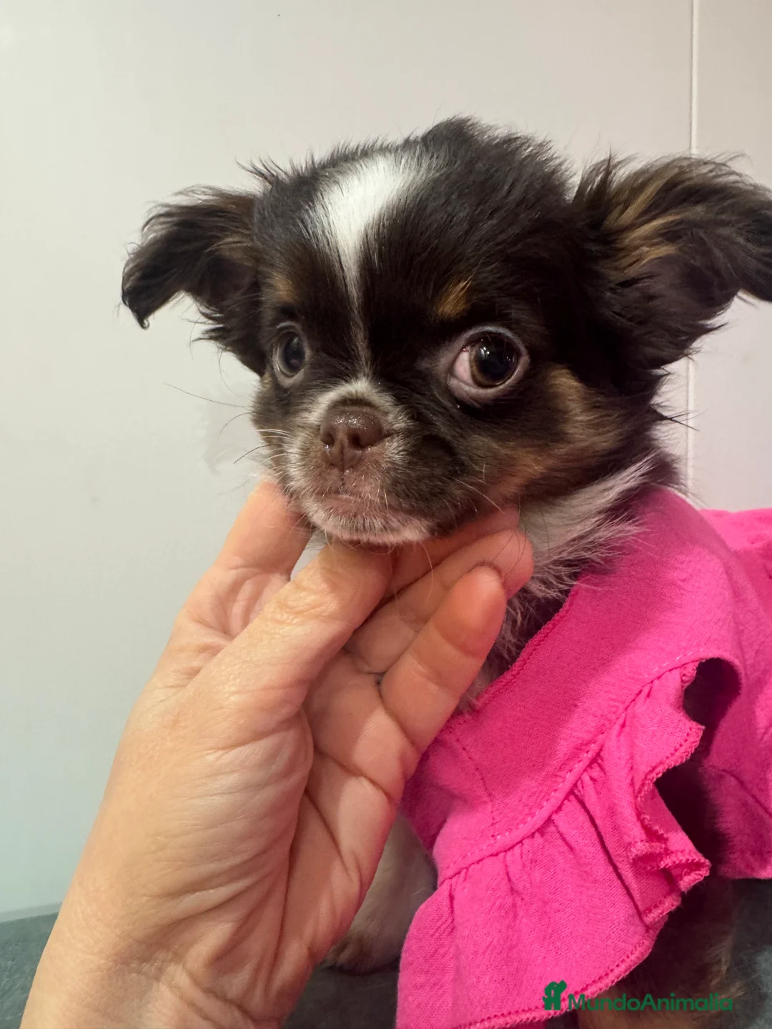 Chihuahua perros en venta: Chihuahuas línea rusa - Anuncio 1