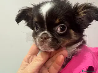 Chihuahua perros Chihuahuas línea rusa - Anuncio 1
