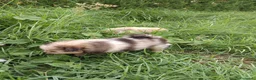 Pomerania perros en venta: Pomerania  - Anuncio 3