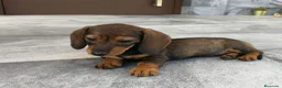 Teckel Miniatura perros en venta: Teckel mini - Anuncio 2