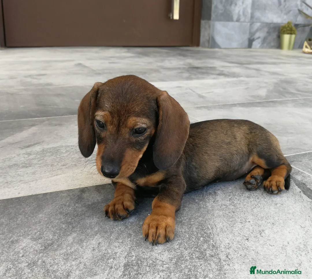 Teckel Miniatura perros en venta: Teckel mini - Anuncio 2