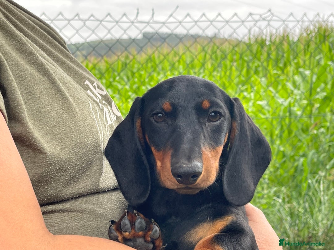 Teckel Miniatura perros en venta: Expectacular  Macho negro y fuego   de pelo corto  en Cantabria - Imagen 7