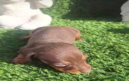 Teckel Miniatura perros en venta: Teckel Choco Hembra - Imagen 5