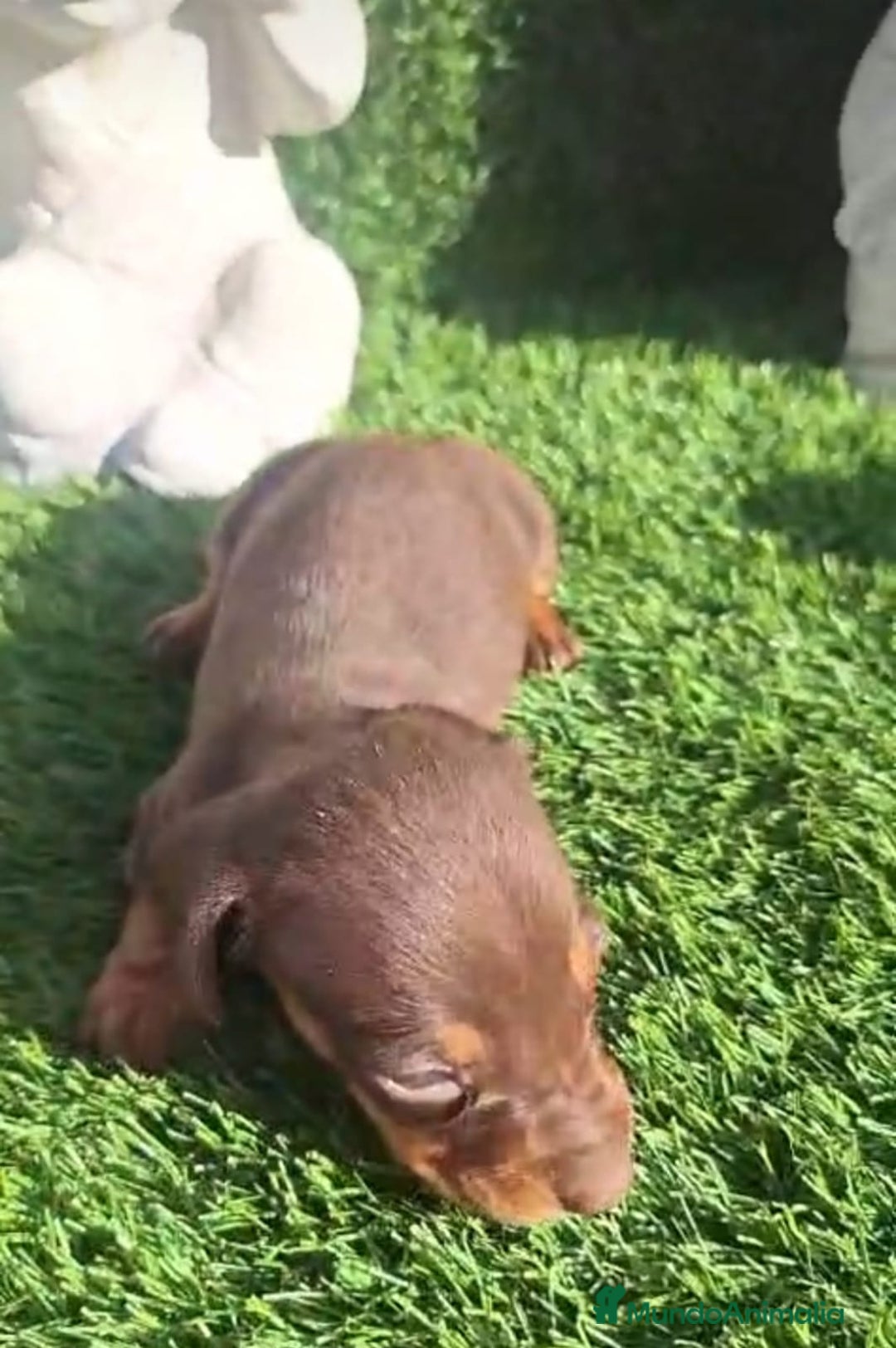 Teckel Miniatura perros en venta: Teckel Choco Hembra - Imagen 5