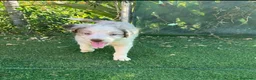 Border Collie perros en adopcion: Preciosos border collie  - Anuncio 3