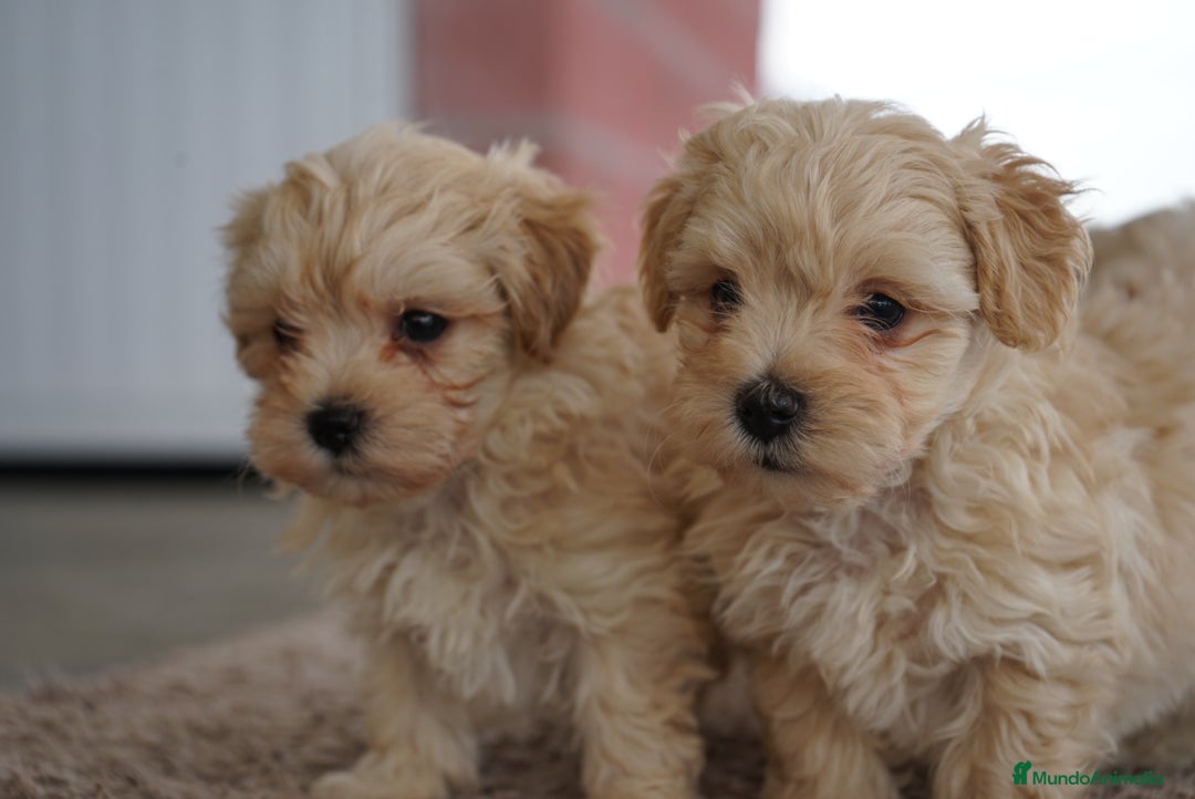 Maltipoo perros en venta: 🐾 Snow, Manolo y Paco –  Maltipoo 🐾 - Imagen 1