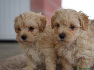 Maltipoo perros - Anuncio 9