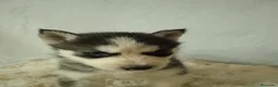 Husky Siberiano perros en venta: CACHORROS HUSKY SIBERIANO  - Anuncio 9