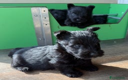 Scottish Terrier perros en venta: Scottish Terrier  - Imagen 3