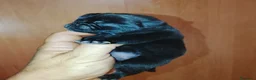 Carlino - Pug perros en venta: CARLINO NEGRO AZABACHE - Anuncio 6