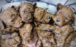 Caniche Toy perros en venta: Caniche toy rojo - Anuncio 6