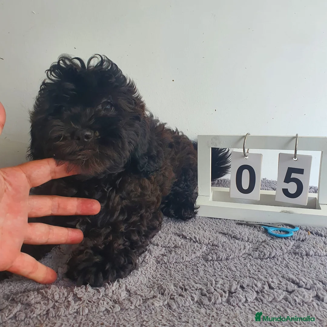 Maltipoo perros en venta: Maltipoo mini  - Anuncio 4