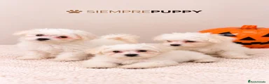 Bichón Maltés 1