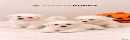 Bichón Maltés perros en venta: CACHORRITOS BICHÓN MALTÉS - Anuncio 1