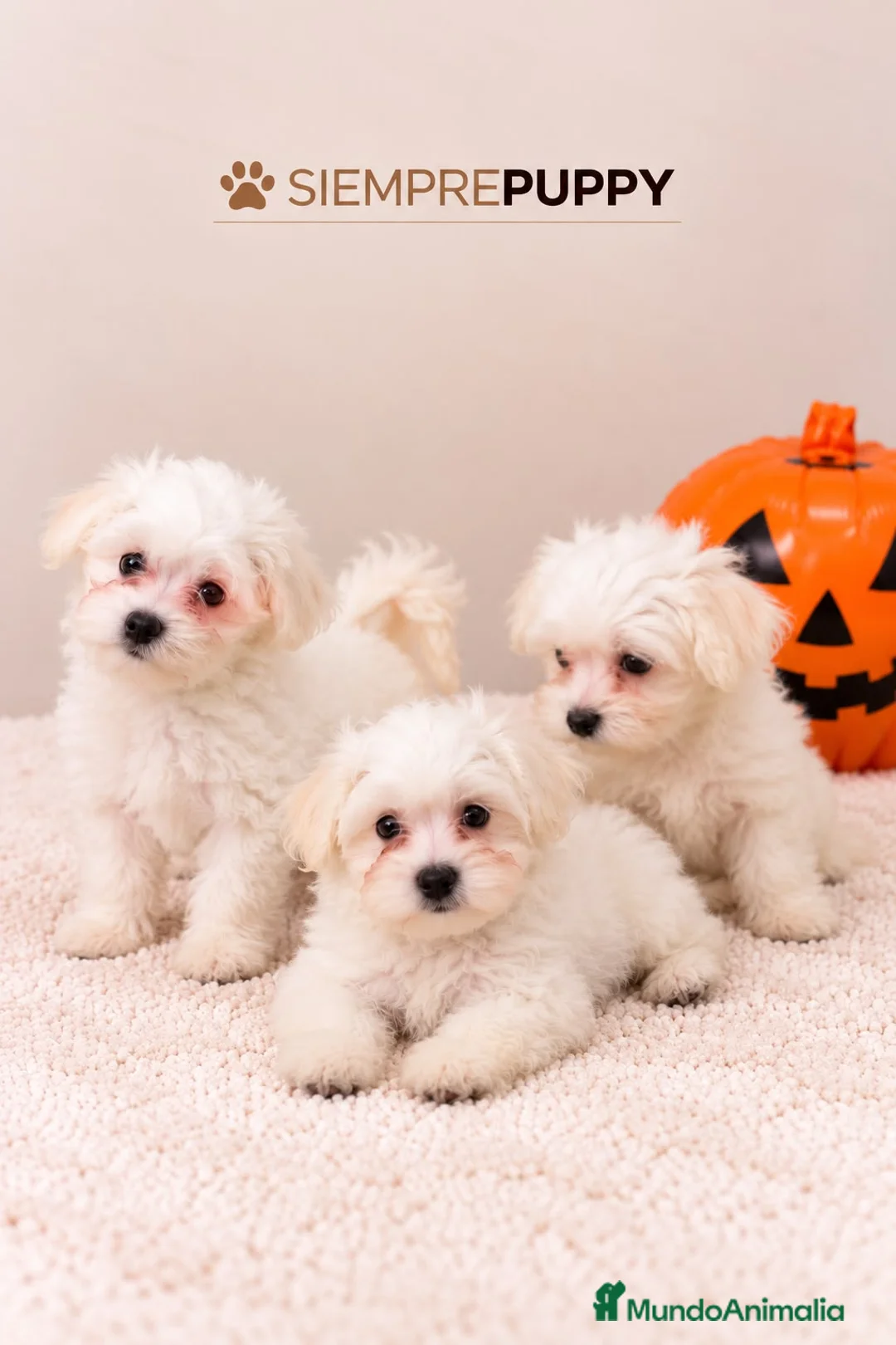 Bichón Maltés perros en venta: CACHORRITOS BICHÓN MALTÉS - Anuncio 1
