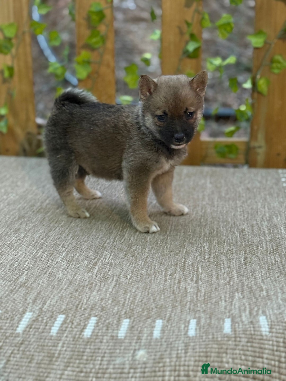 Shiba Inu perros en venta: Shiba Inu espectaculares  - Imagen 3