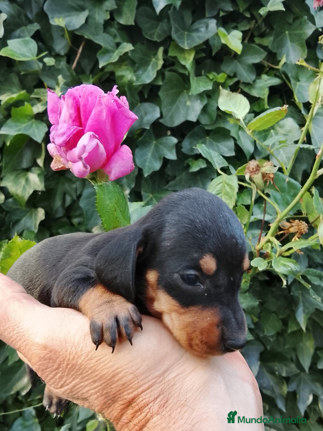 Teckel Miniatura perros en venta: Teckel de pelo corto tamaño miniatura  - Anuncio 2