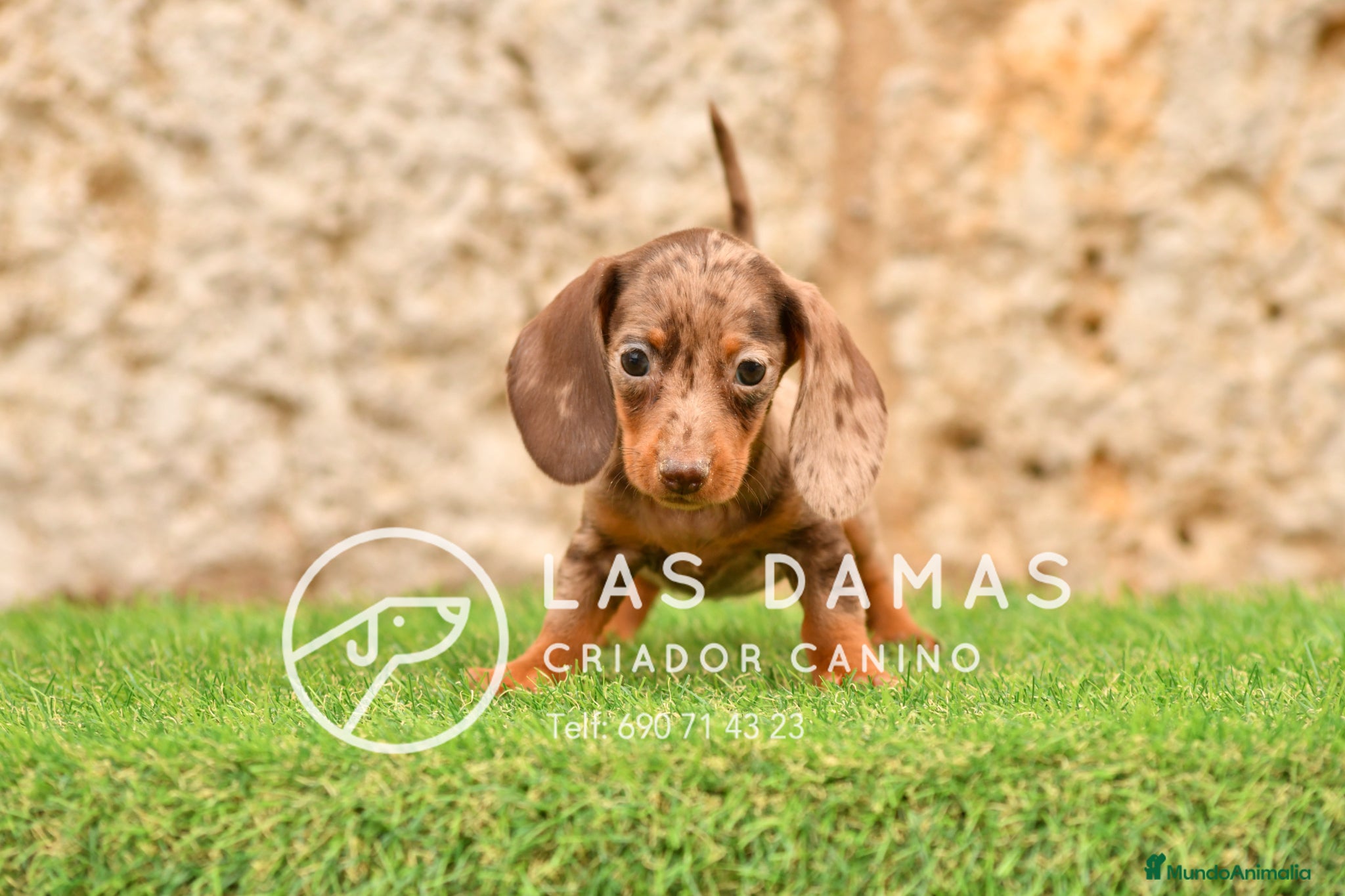 Teckel perros en venta: Teckel próxima camada.  - Anuncio 2