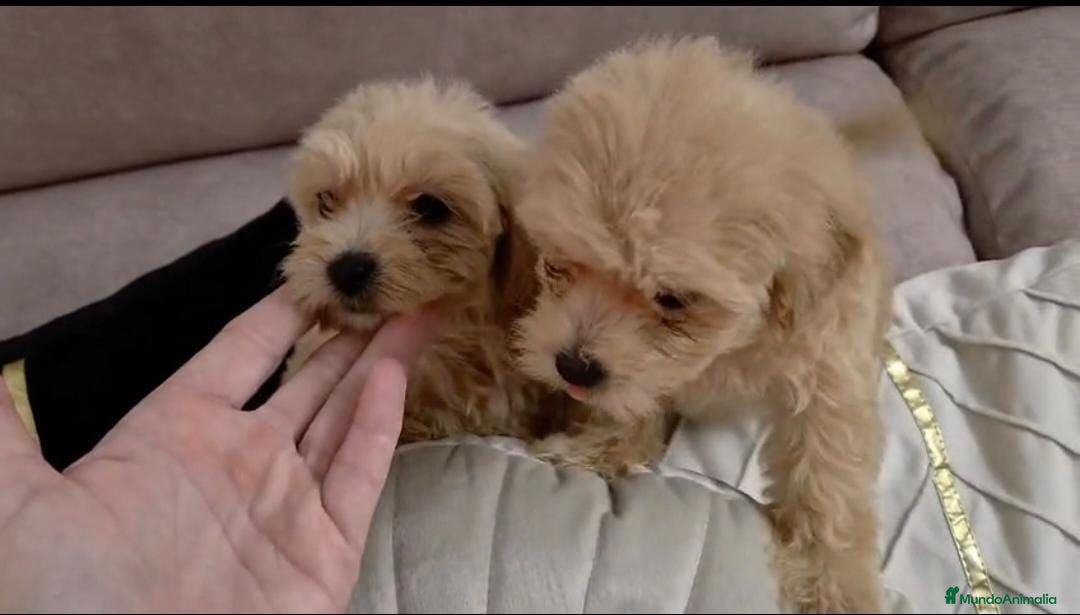 Maltipoo perros Maltipoo machos  - Anuncio 1