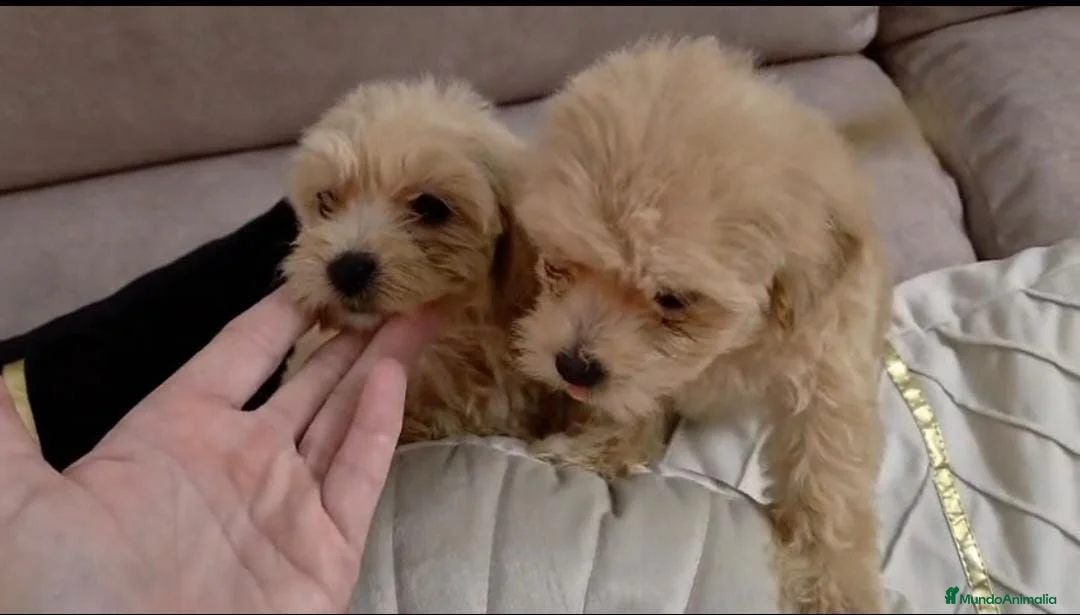 Maltipoo perros en venta: Maltipoo machos  - Anuncio 1