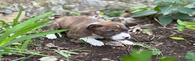 Basenji Hembra Atigrada