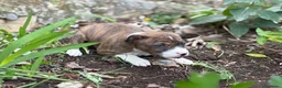 Basenji perros en venta: 🐾 BASENJI – UNA CAMADA MUY ESPECIAL🐾 - Anuncio 4